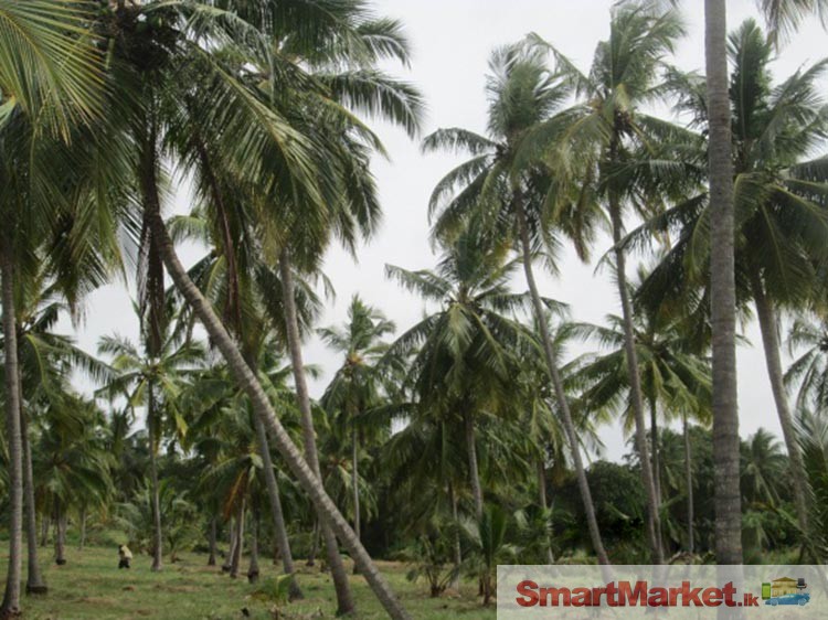 Valuable 15 acres Coconut Land for Sale in Chilaw
