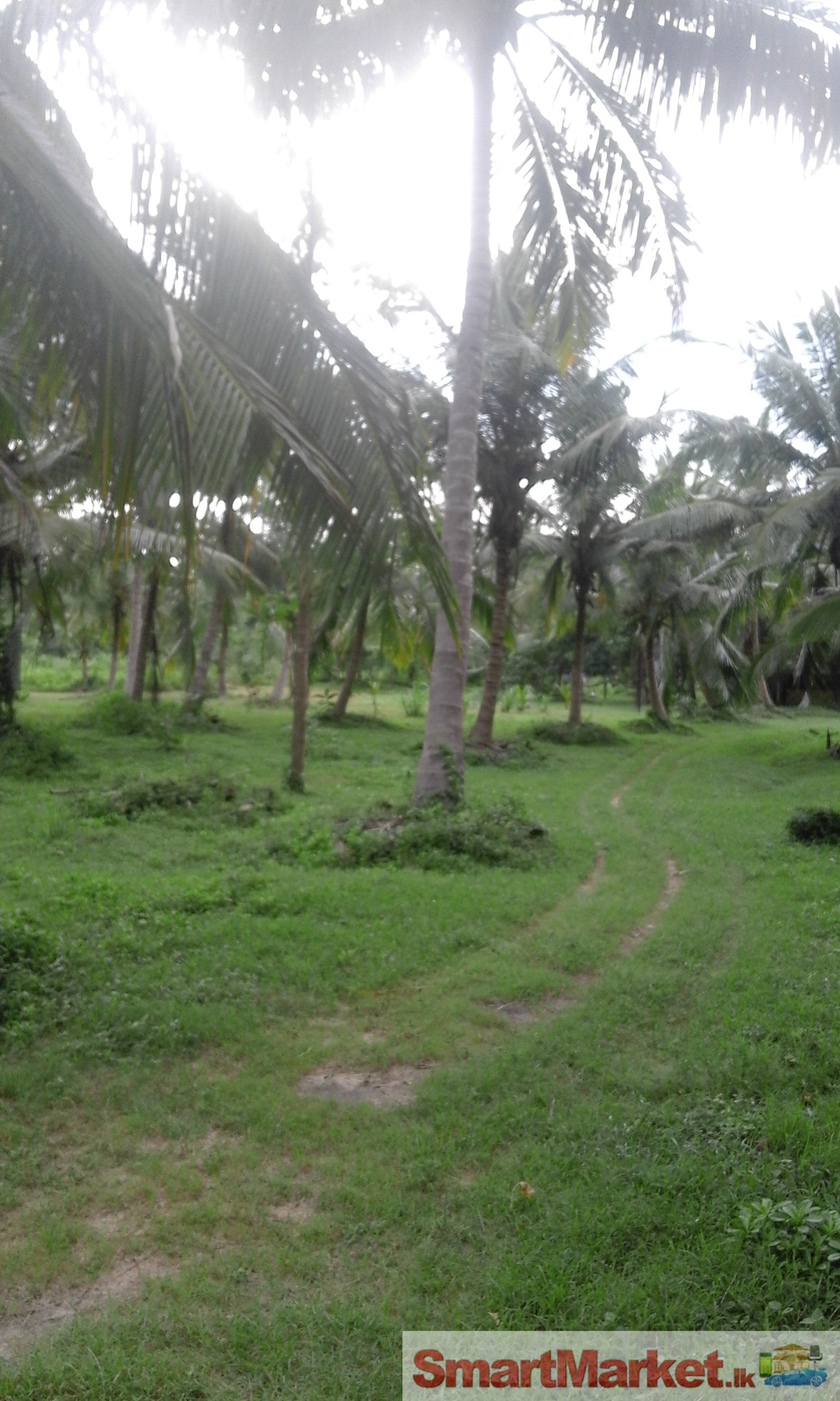 2.5 acres coconut land available for sale