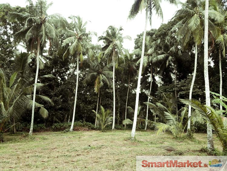 Well Cultivated 150 Perches Land for Sale in Balabowa, Naiwala