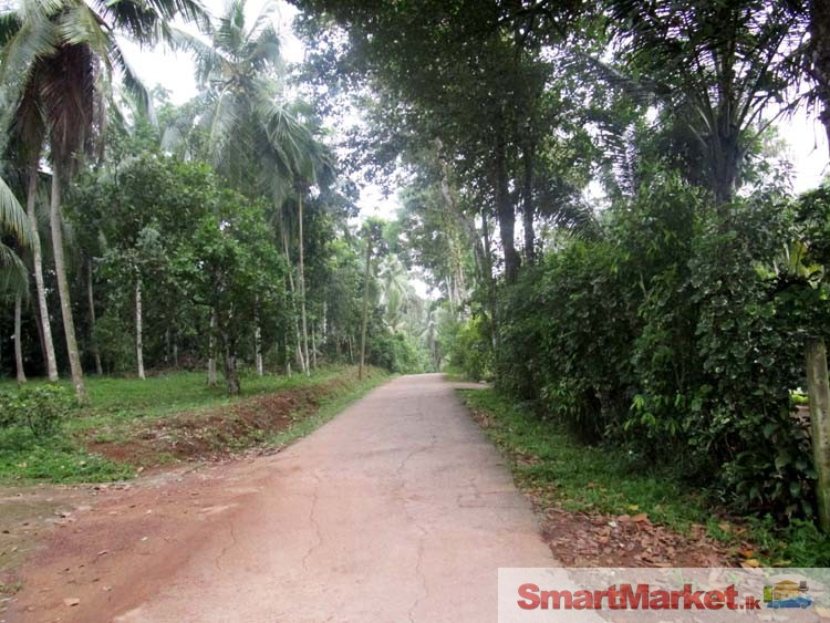 Cultivated Land for Sale in Yakkala