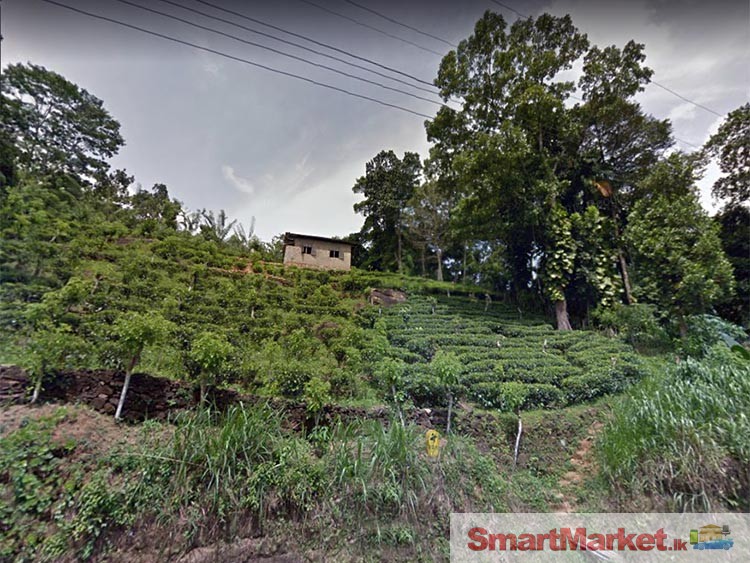 Well Cultivated 5 Acres Land for Sale Kitulgala