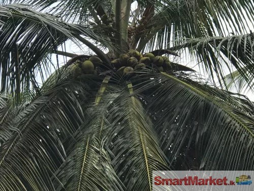Valuable Coconut Land for Sale in Madampe