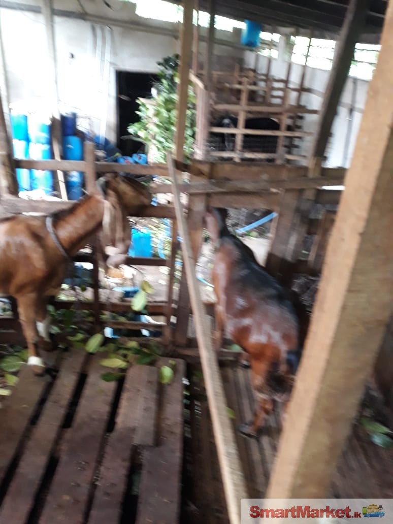 Original yamuna pali goats