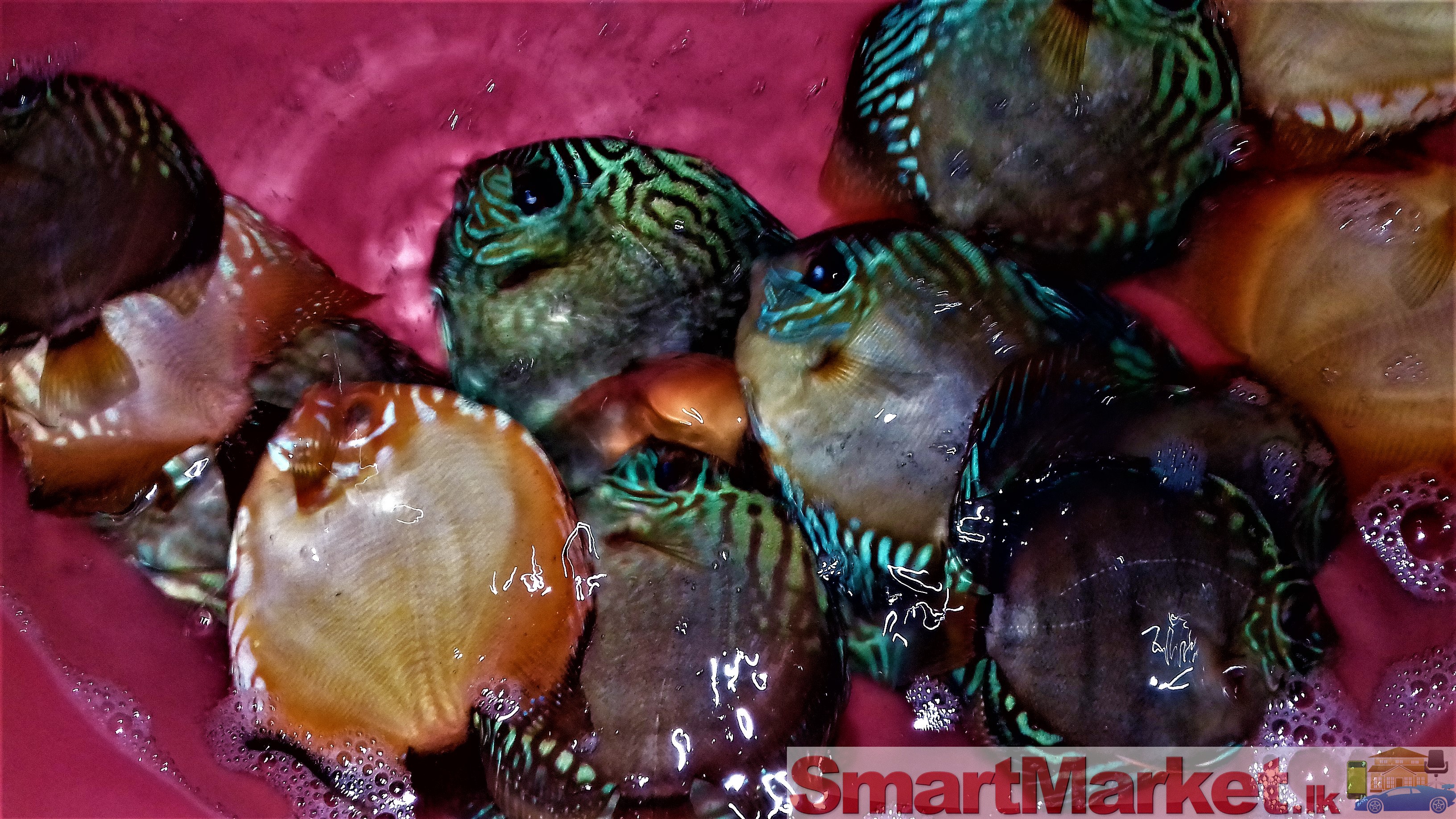 Discus fish for sale