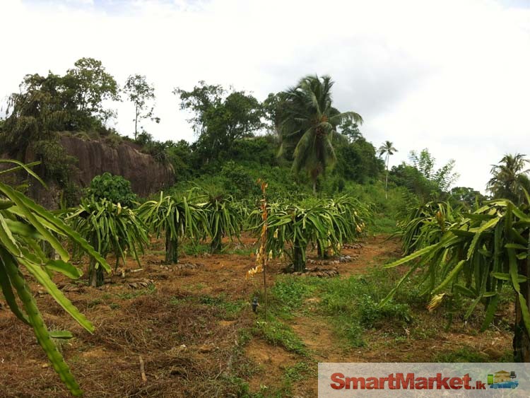 Well Cultivated Land for Sale in Yakkala.