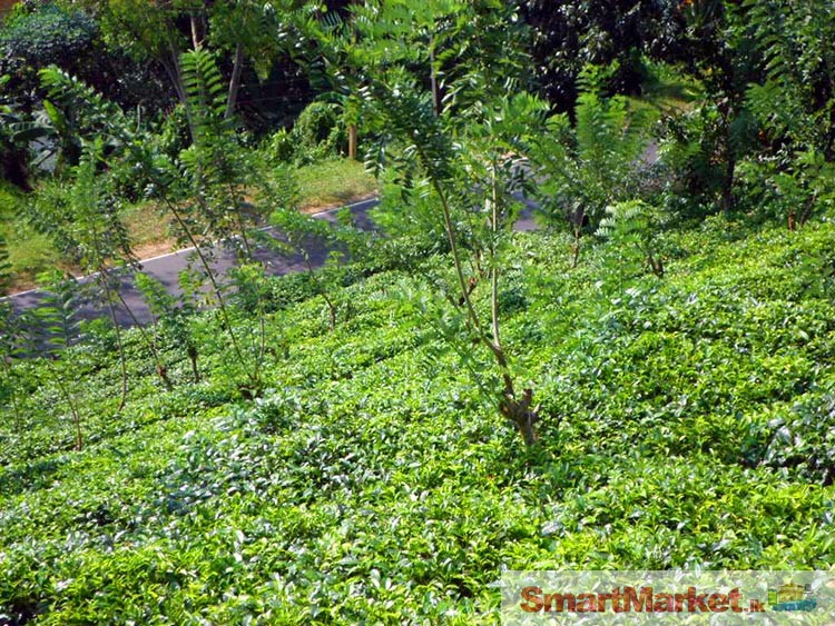 Well Cultivated 5 Acres Land for Sale at Kithulgala.