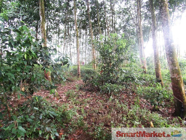 Land for Sale at Horana