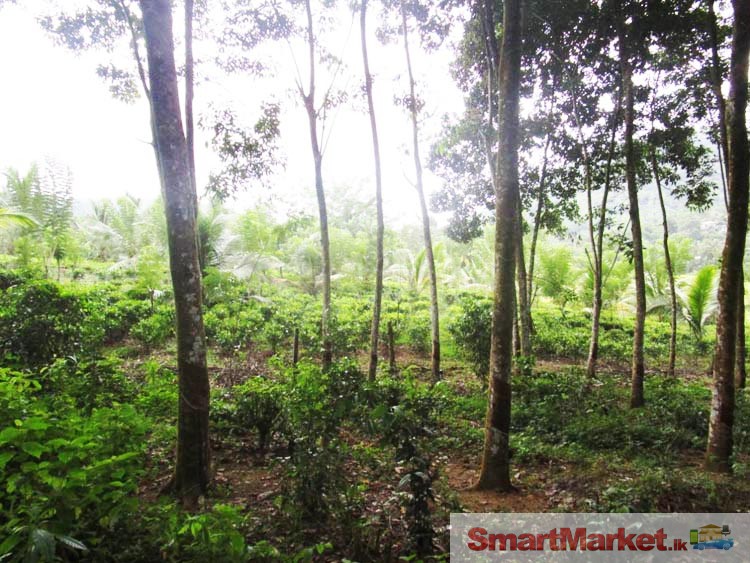 Land for Sale at Horana