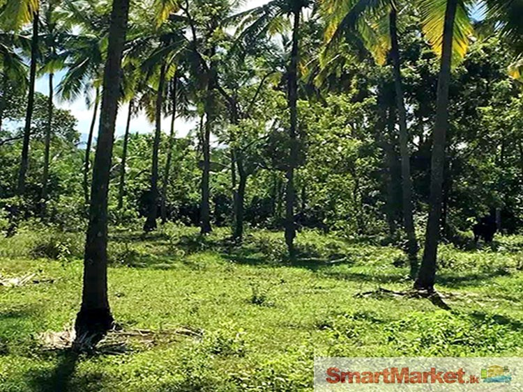 3.5 Acres Coconut Land at Ibbagamuwa, Kurunegala.