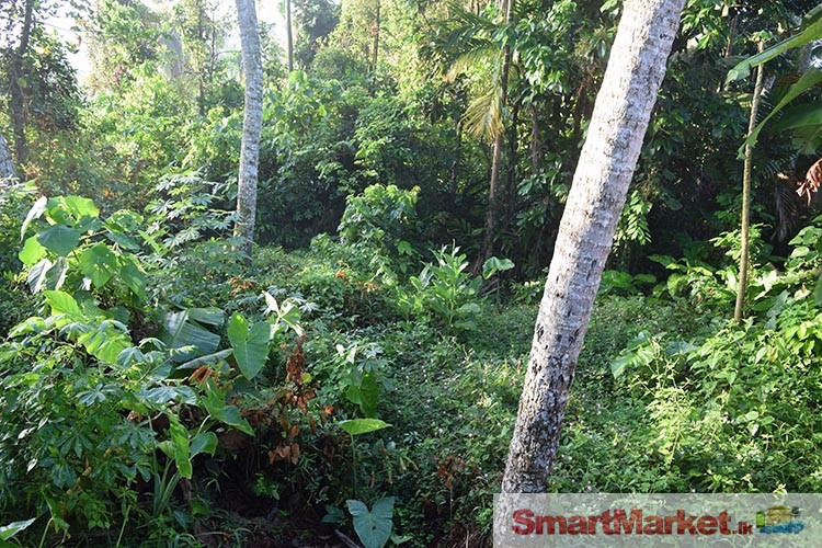 80 Perches Land with a old House for Sale in Karawanella.