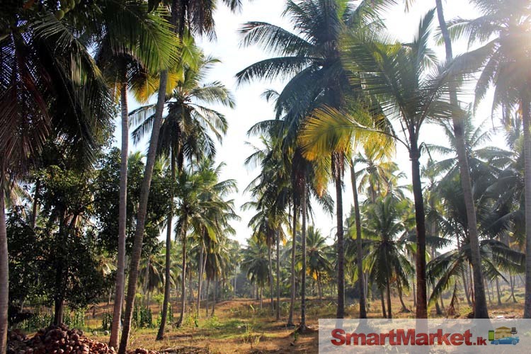 Coconut Land available for Sale in Dambadeniya ,  kurunegala