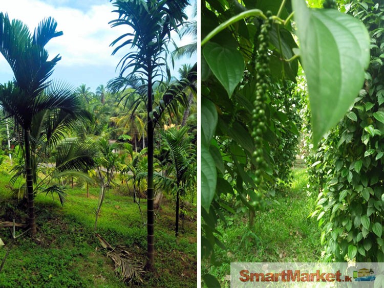 Well Cultivated 122 Acres Land for Sale at Polgahawela