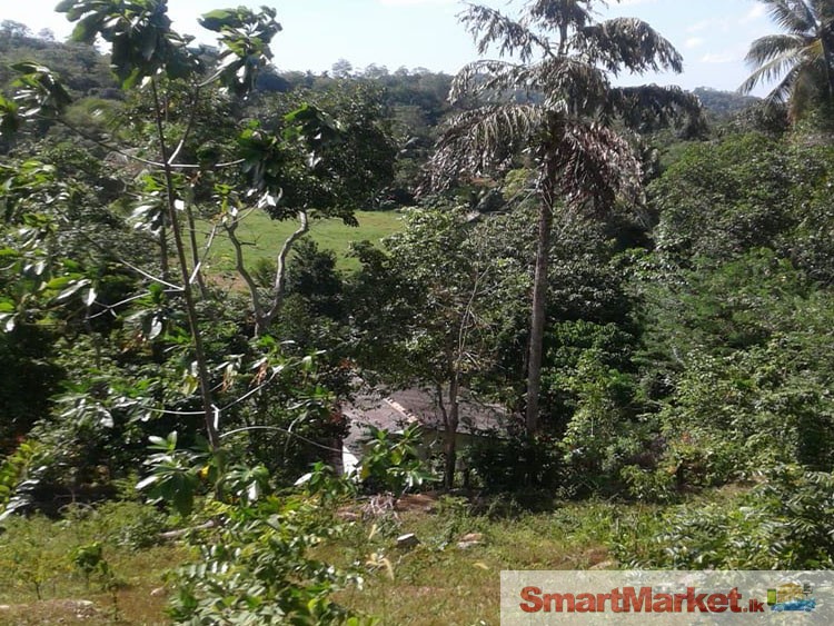 320 Perches Land for Sale in Hapugala, Galle.