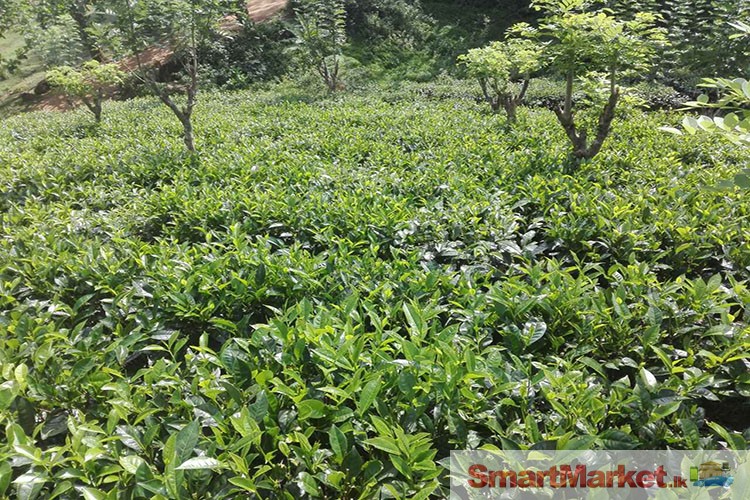 Well Cultivated 20.5 Acres Land for Sale at Malgalla, Galle.