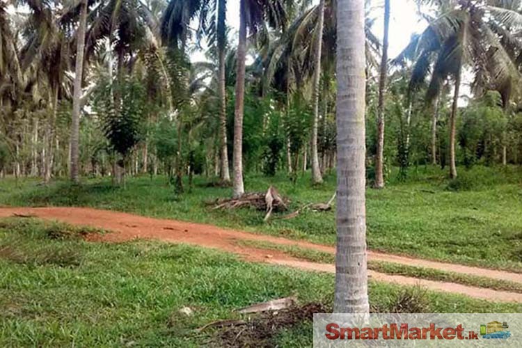 Coconut Land available for Sale in Giriulla.