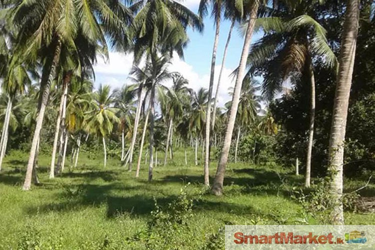 Coconut Land available for Sale in Giriulla.