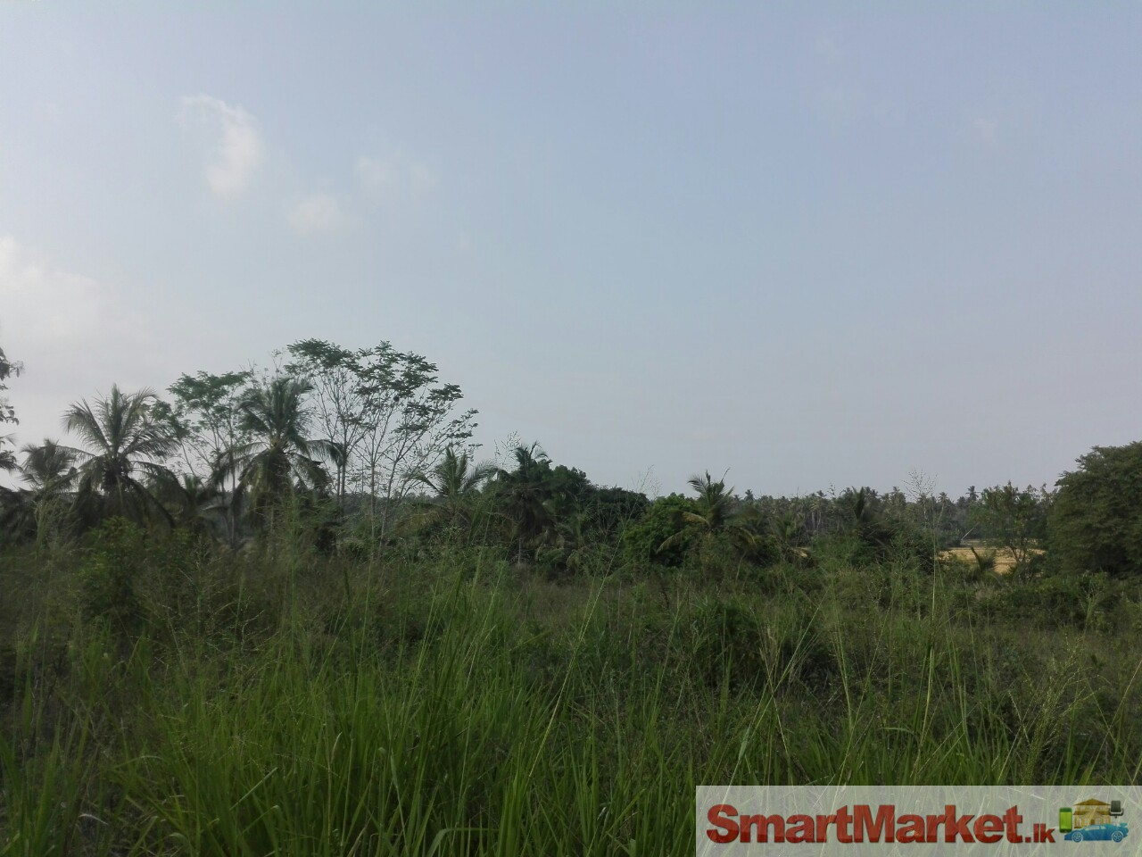 5 Acres Land for Sale in Weeraketiya,