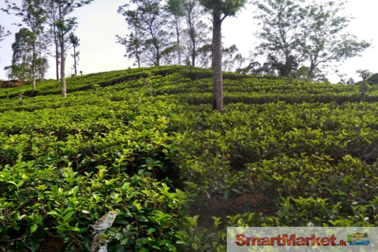 14 Acres Tea Land with Bungalow for sale at Hewaheta, Kandy.