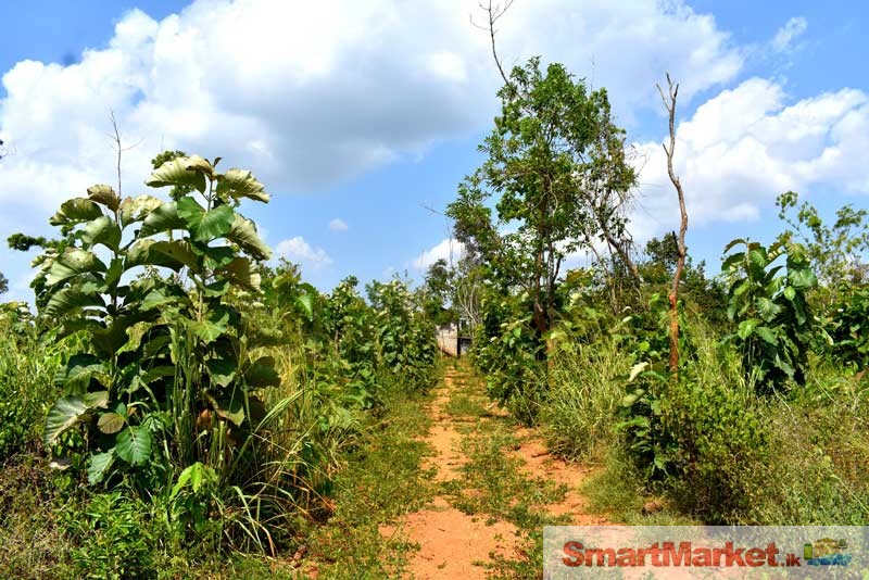 4 Acre Teak land for Long term Lease in Anuradhapura