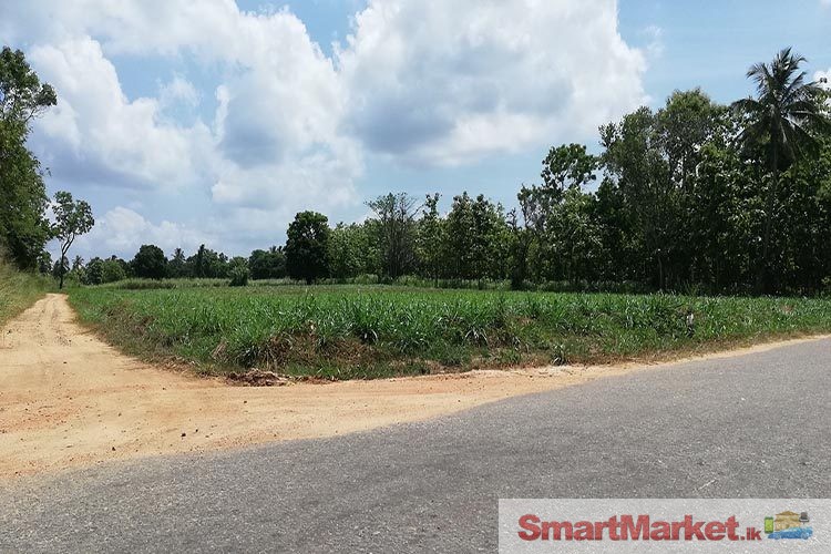 244 Perches Commercial Land for sale at Balalla, Maho.
