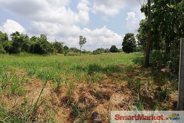 244 Perches Commercial Land for sale at Balalla, Maho.