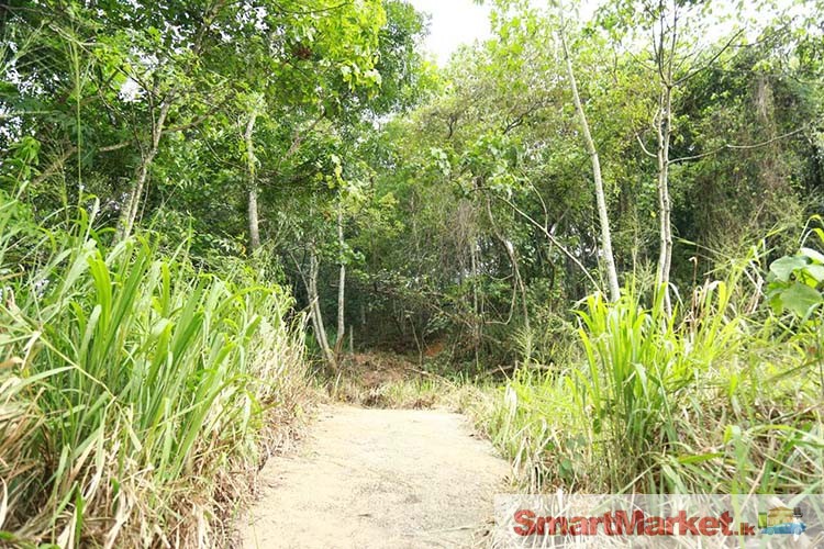 Valuable 46 Perches Land for Sale in Kegalle