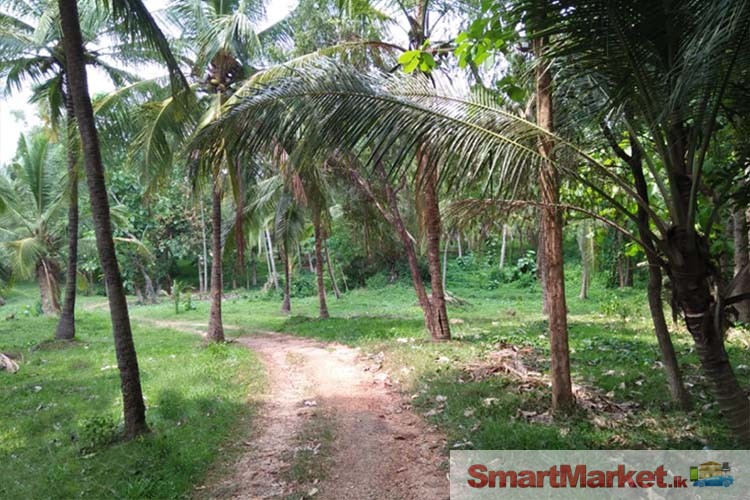 25 Acres of Valuable Coconut Land for Sale in Dodamgaslanda