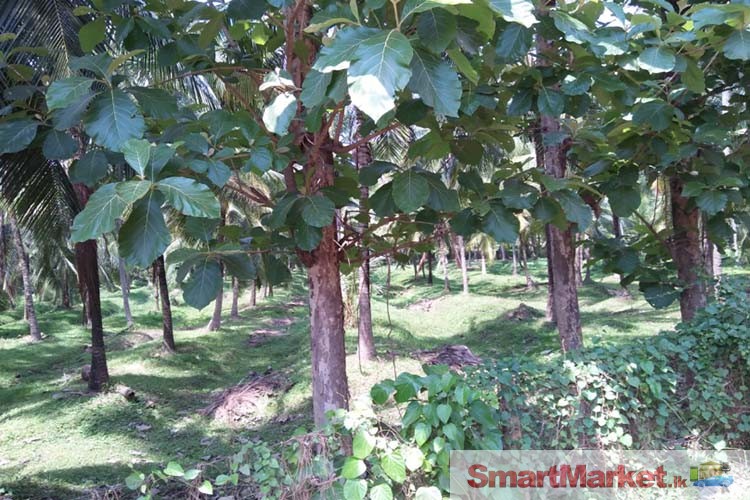 25 Acres of Valuable Coconut Land for Sale in Dodamgaslanda