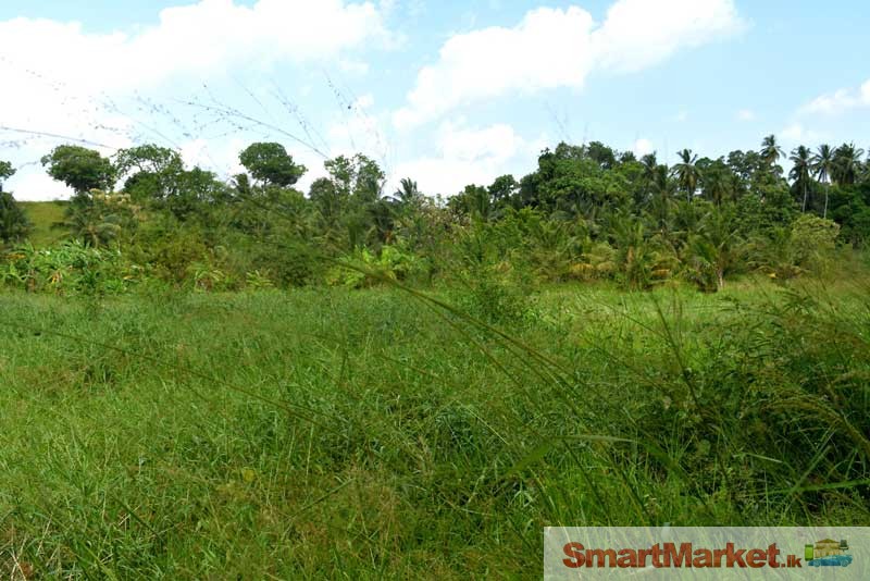 183 Perches Land for Sale in Anuradhapura
