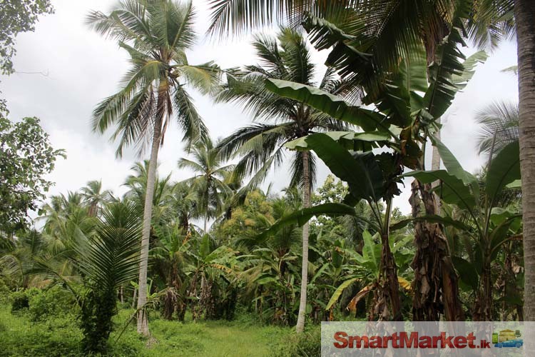 7.5 Acres Land for Sale in Pannala