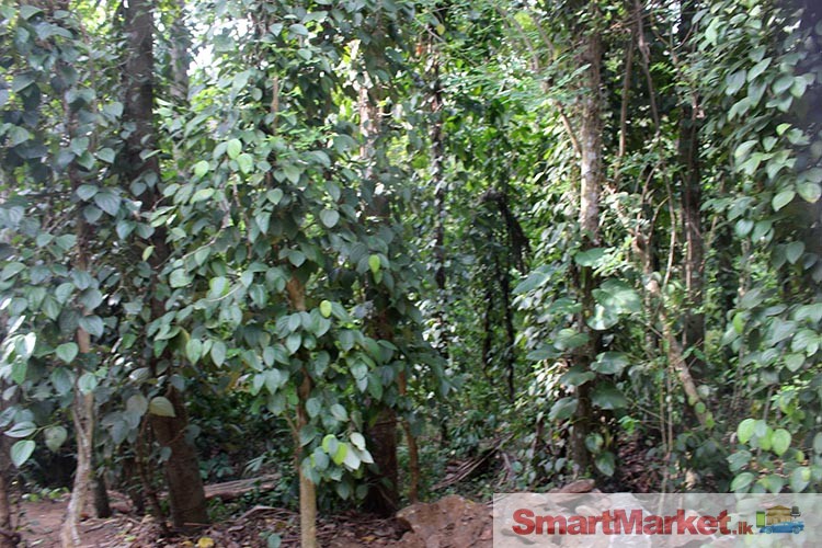5 Acre Agriculture Land for Sale at Gurudeniya, Kandy.