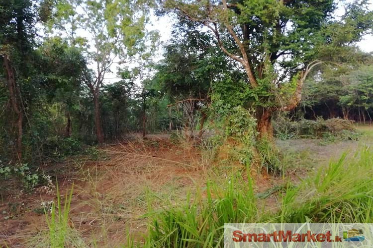 242 Perches Land for Sale in Sigiriya.