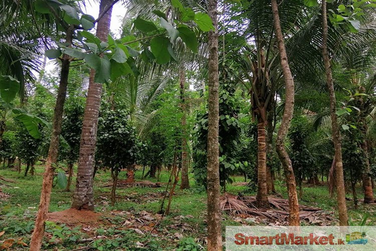 Coconut Estate for sale in Matale 21A / 3R/ 18P