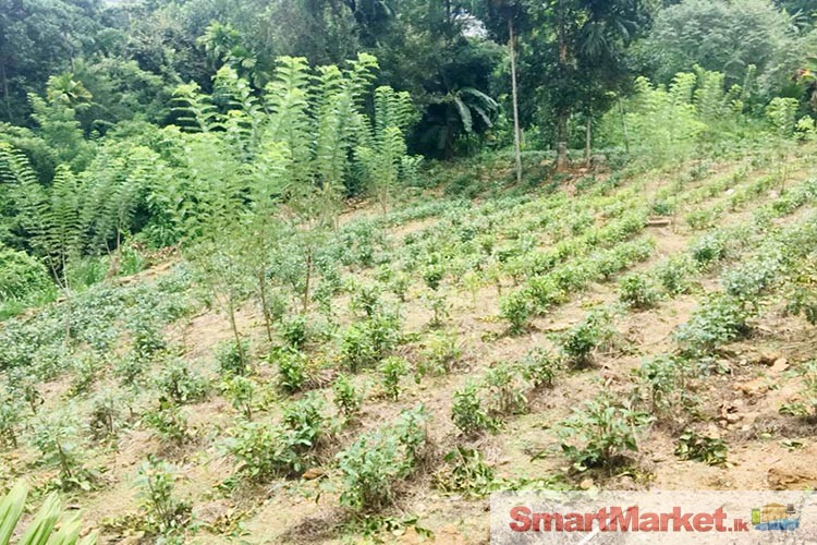 Well Cultivated Land for Sale at Deraniyagala.