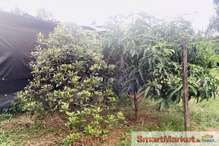 Well Cultivated Land for Sale at Deraniyagala.