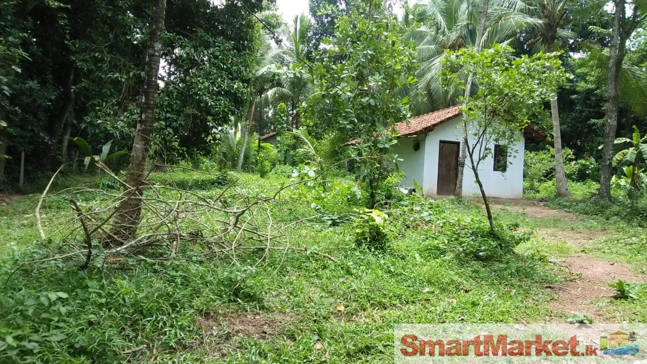 Valuable Land For Sale in Divulapitiya