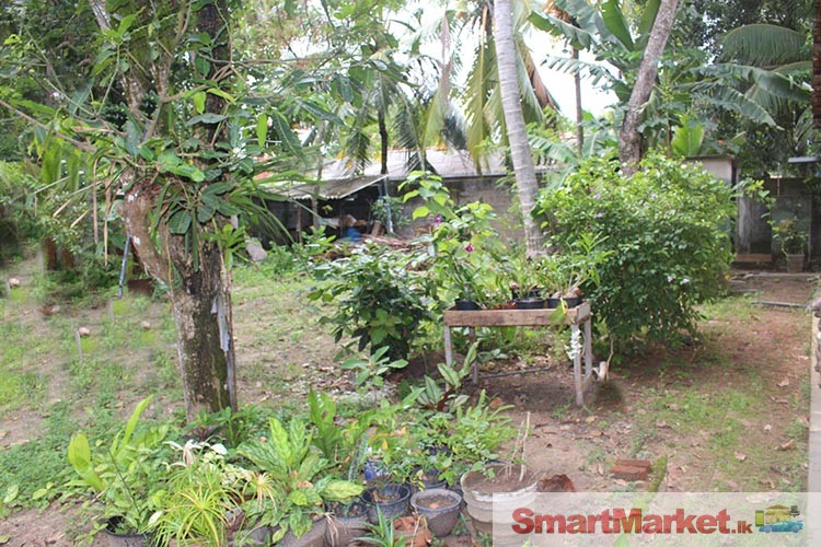 12.7 Perches Residential Land Property for Sale in Ja-Ela.
