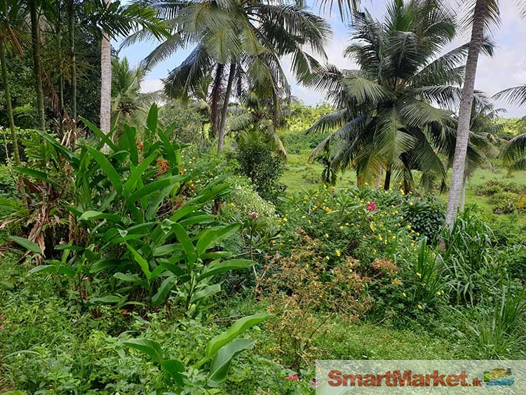 12 Acres Land for Sale in Ahangama
