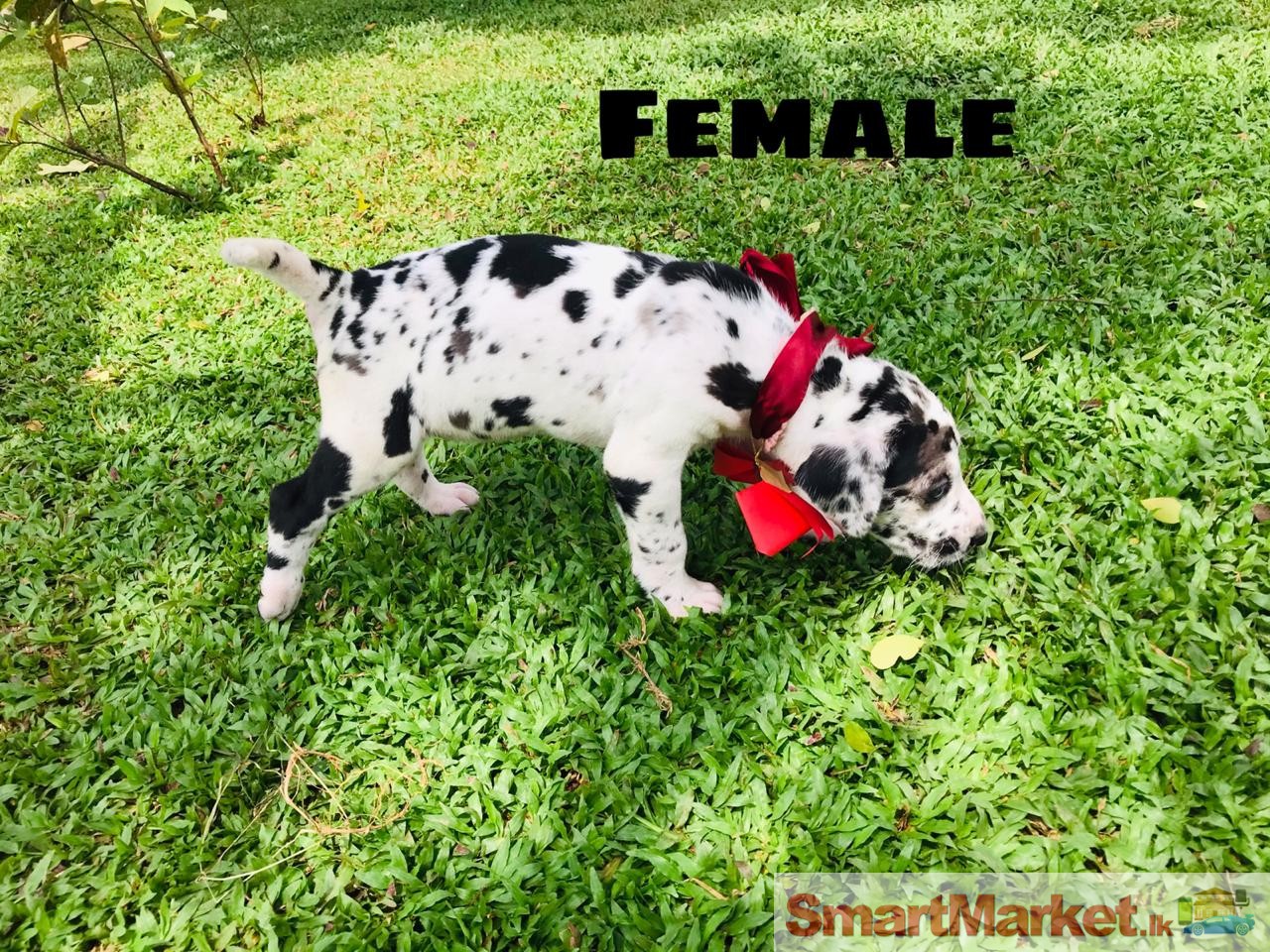 Greatdane puppies for sale