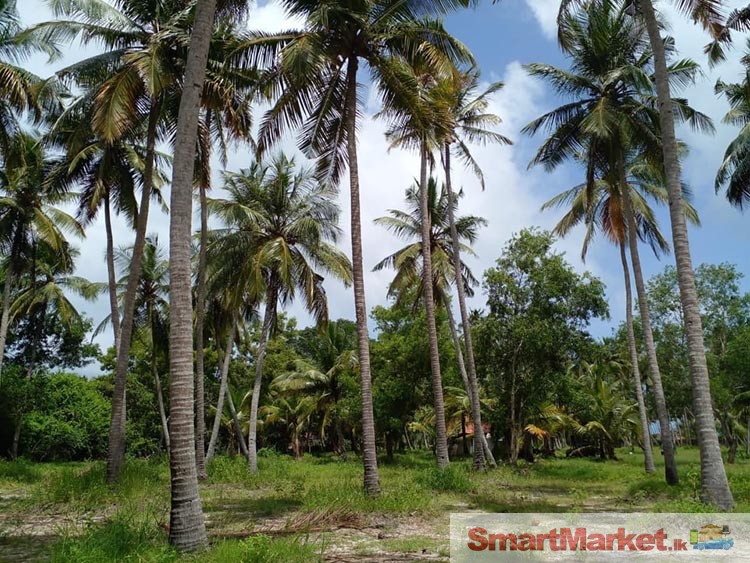 Land for Sale in Marawila