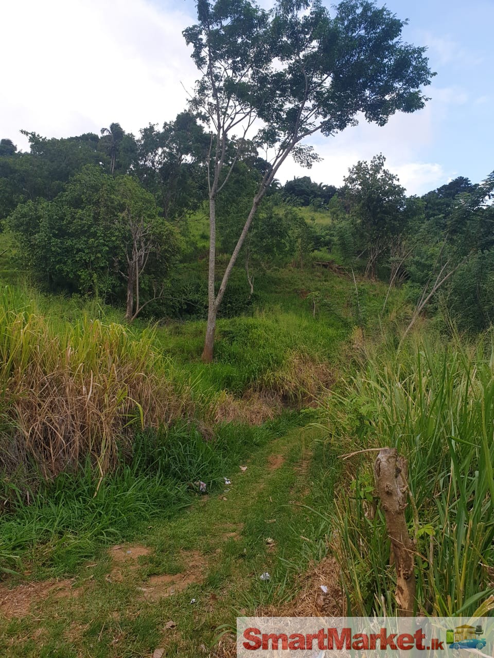 Valuable land for sale in Balangoda.