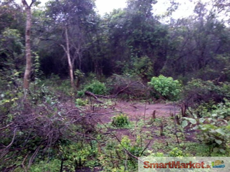 14 Acres Land for Sale in Habarana