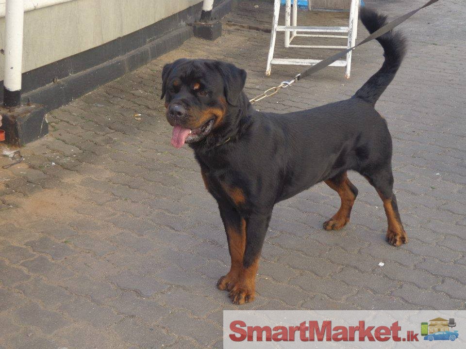 Imported Rotweilers