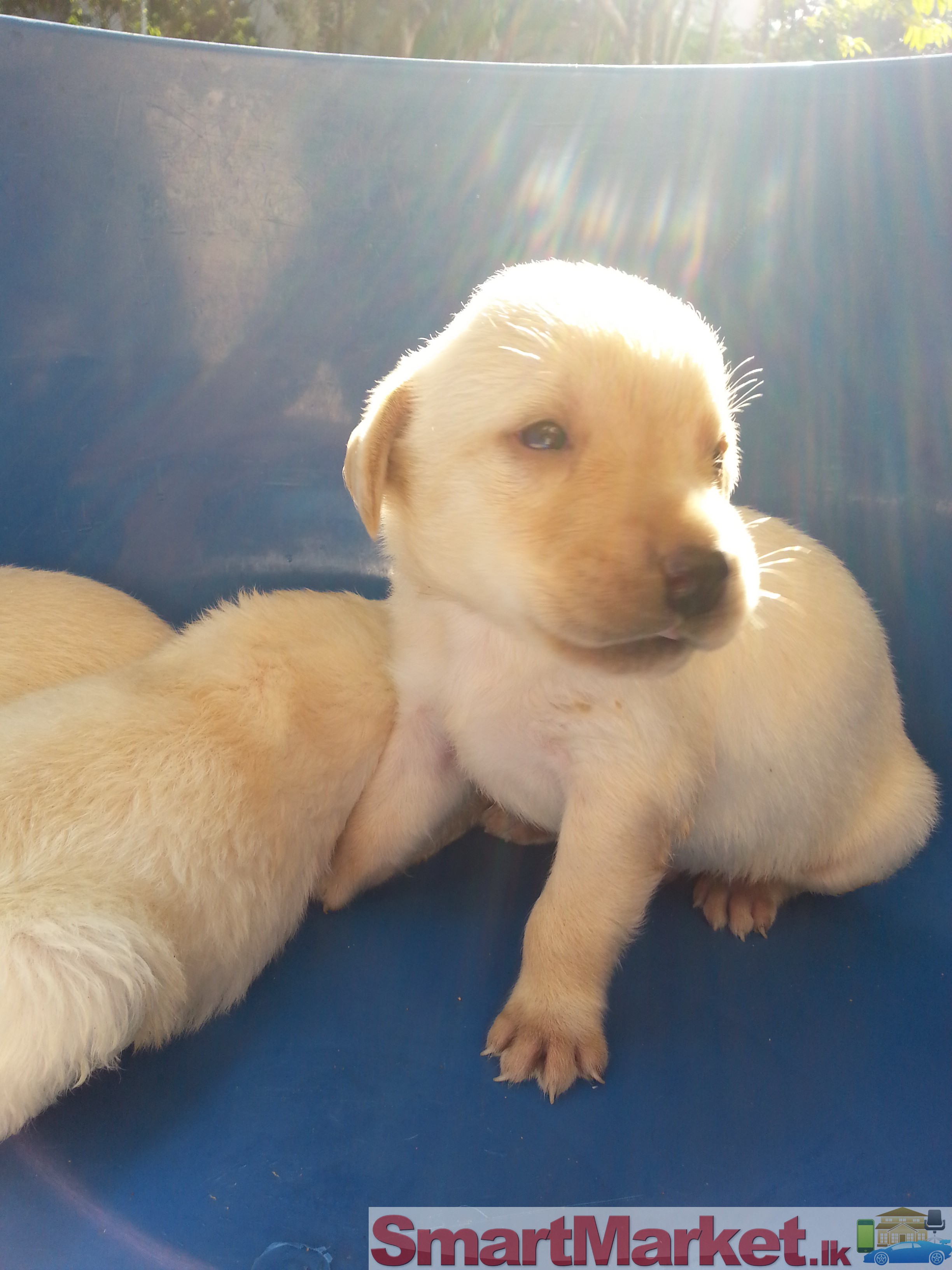Pure Breed Labrador Pups for Sale
