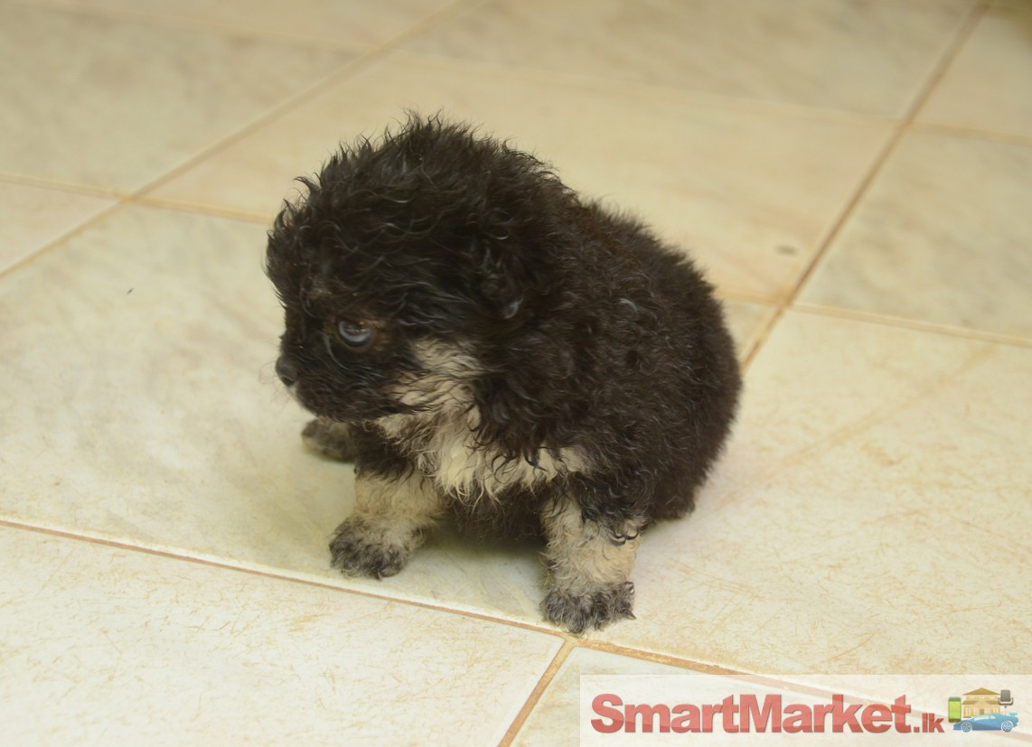 Japanese Toy Breed  ( Pekingese) Puppies for sales