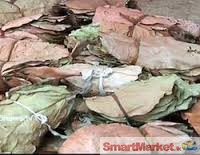 BEEDI LEAVES CUTTING FOR SALE